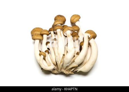 Buna shimeji auf weißem Hintergrund Stockfoto