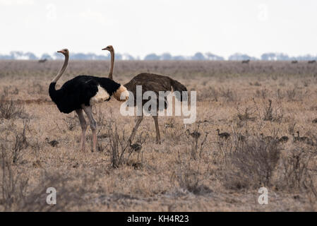 Übergeordnete somalischen Strauße (Struthio molybdophanes) mit einem großen Kupplung von Küken Stockfoto