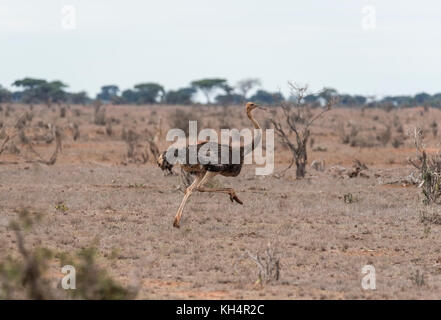 Ausführen von weiblichen somalischen Strauße (Struthio molybdophanes) Stockfoto