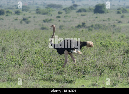 Ein männlicher Strauß (Struthio camelus) Stockfoto