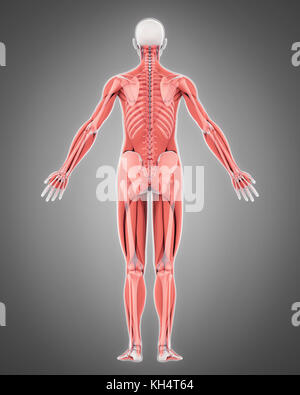 Menschliches Skelett und Muskel Anatomie Stockfoto