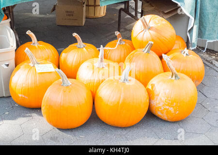 Halloween Kürbisse zum Verkauf an der 79th Street Greenmarket, Bauernmarkt, in der Columbus Avenue, New York City, NY, Vereinigte Staaten von Amerika. Stockfoto