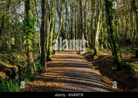 Ein sonniger Herbsttag im Tehidy Country Park Cornwall UK. Stockfoto