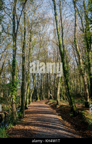 Ein sonniger Herbsttag im Tehidy Country Park Cornwall UK. Stockfoto