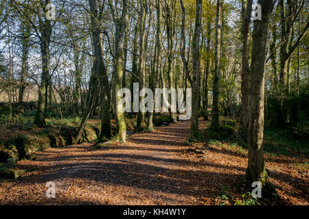 Ein sonniger Herbsttag im Tehidy Country Park Cornwall UK. Stockfoto