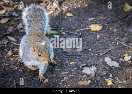 Ein graues Grauhörnchen Sciurus carolinensis in Tehidy Country Park Cornwall UK. Stockfoto