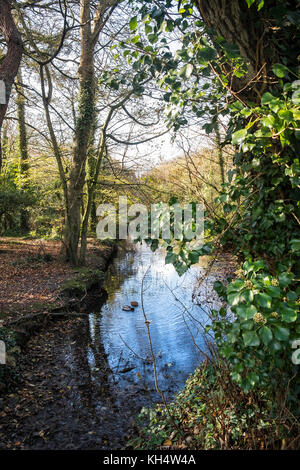 Ein sonniger Herbsttag im Tehidy Country Park Cornwall UK. Stockfoto