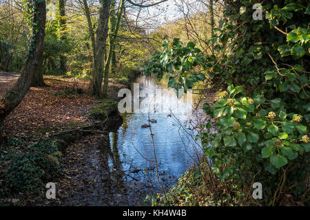 Ein sonniger Herbsttag im Tehidy Country Park Cornwall UK. Stockfoto