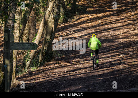 Ein Mountainbiker, der durch den herbstlichen Tehidy Country Park Cornwall UK radelt. Stockfoto