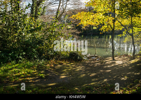 Herbstliches Licht durch Laub im Tehidy Country Park Cornwall UK. Stockfoto