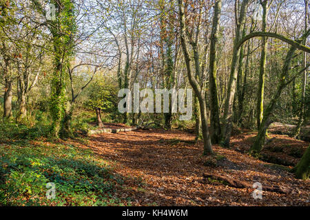 Herbstliches Licht im Tehidy Country Park Cornwall UK. Stockfoto