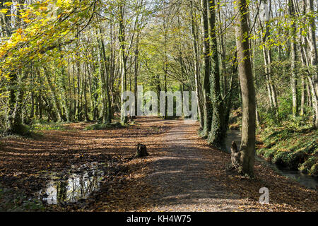 Herbstlaub im Tehidy Country Park Cornwall UK. Stockfoto