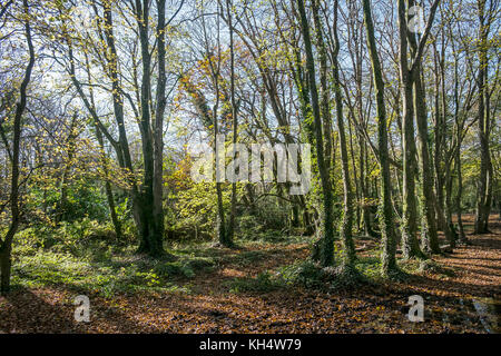 Herbstlaub im Tehidy Country Park Cornwall UK. Stockfoto