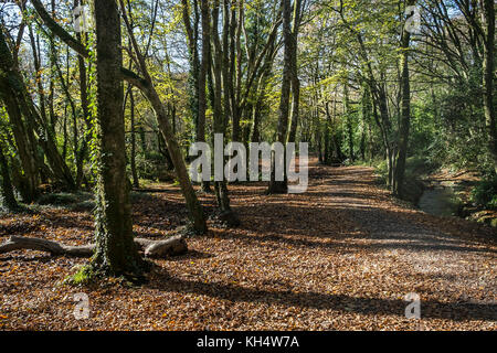 Herbstlaub im Tehidy Country Park Cornwall UK. Stockfoto