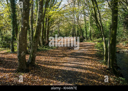 Herbstlaub im Tehidy Country Park Cornwall UK. Stockfoto