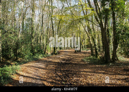 Herbstlaub im Tehidy Country Park Cornwall UK. Stockfoto