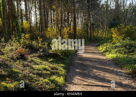 Ein Fußweg in einem herbstlichen Tehidy Country Park Cornwall UK. Stockfoto