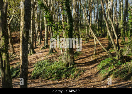 Herbst im Tehidy Country Park Cornwall Großbritannien. Stockfoto