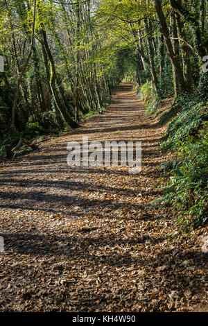 Herbstblätter bedecken einen Fußweg im Tehidy Country Park Cornwall UK. Stockfoto