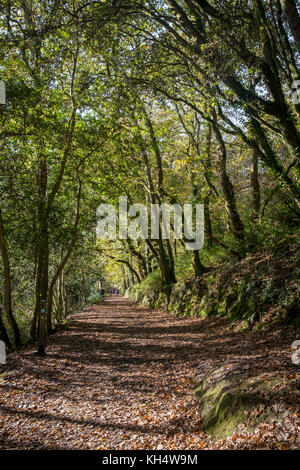 Herbstblätter bedecken einen Fußweg im Tehidy Country Park Cornwall UK. Stockfoto