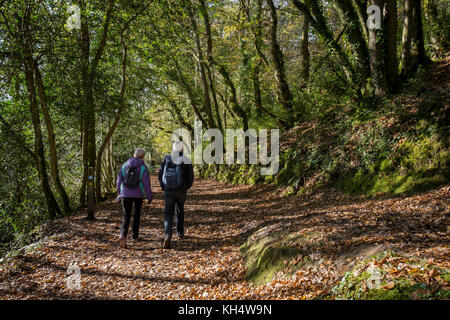 Wanderer Menschen paar gehen obwohl Blätter im Herbst über einen Fußweg in Tehidy Country Park Cornwall UK. Stockfoto