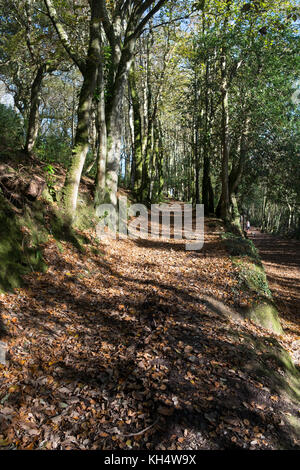 Herbstblätter bedecken einen Fußweg im Tehidy Country Park Cornwall UK. Stockfoto