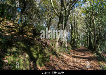 Herbstblätter bedecken einen Fußweg im Tehidy Country Park Cornwall UK. Stockfoto