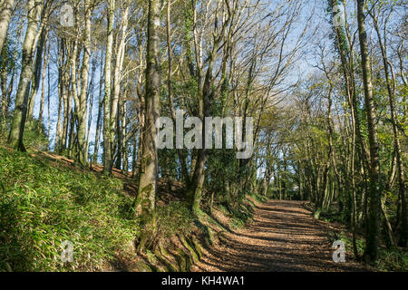 Herbstblätter bedecken einen Fußweg im Tehidy Country Park Cornwall UK. Stockfoto