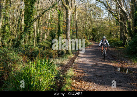 Ein Mountainbiker Radfahrer auf einer Strecke in einem herbstlichen Tehidy Country Park Cornwall UK. Stockfoto