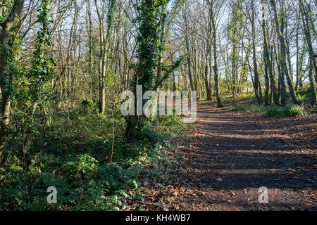 Herbstblätter bedecken einen Fußweg im Tehidy Country Park Cornwall UK. Stockfoto