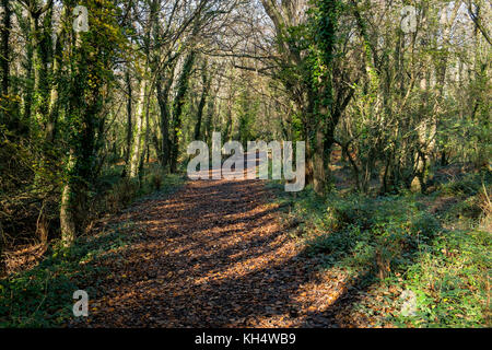 Herbstblätter bedecken einen Fußweg im Tehidy Country Park Cornwall UK. Stockfoto