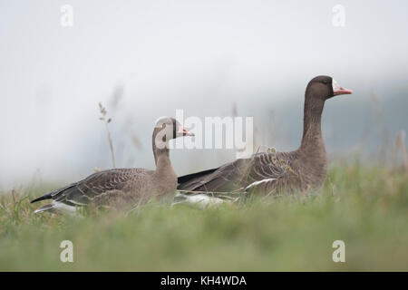 Gans (Anser albifrons), zwei Erwachsene, ruhende Paare, im hohen Gras einer Wiese sitzend, Wildtiere, Europa. Stockfoto