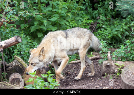 Weibliche polar wolf gerettet aus der Falle, für immer lahm Links, gläubigen Menschen blieb Stockfoto