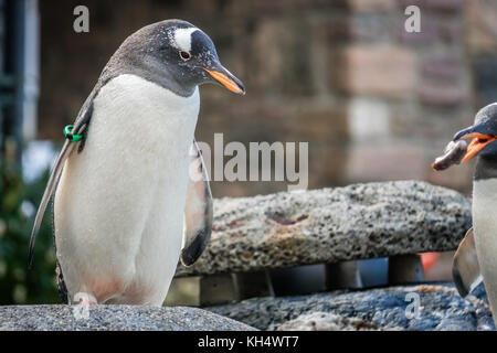 Kleinen niedlichen Pinguin stehend auf einem Stein in einem Zoo Stockfoto