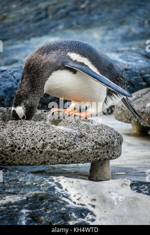Kleinen niedlichen Pinguin stehend auf einem Stein und das Sammeln von Steinen Stockfoto