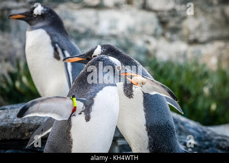 Kleine niedliche Pinguine sammeln Kieselsteinchen in einem Zoo Stockfoto