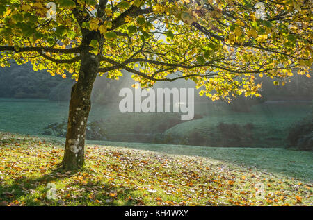 Einer Buche mit Hintergrundbeleuchtung zeigt die Farben des Herbstes in den Blättern mit Sonnenstrahlen im Hintergrund Landschaft, England, Großbritannien Stockfoto