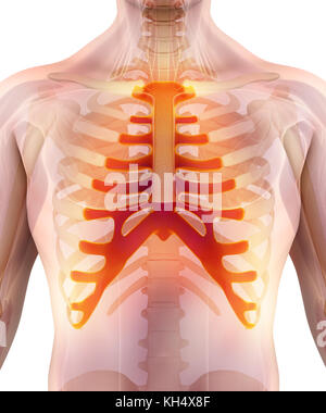 3D-Abbildung: Sternum - Teil des menschlichen Skeletts. Stockfoto