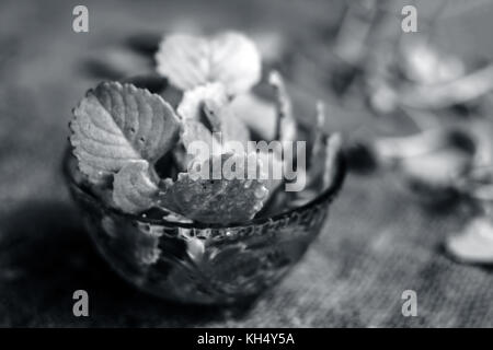Trachyspermum ammi Blätter in einer Glasschale. Stockfoto