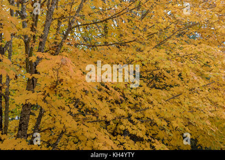 Der zuckerahorn (Acer Saccharum) ist ein Hartholz Baum in den Wäldern von cananda und die nördlichen Teile der östlichen Vereinigten Staaten. Es ist am besten, als primäre Quelle für Ahornsirup bekannt und für seine extrem hellen Herbstlaub, die Reichweite von fast flluorescent gelb-orange Farbe. Stockfoto