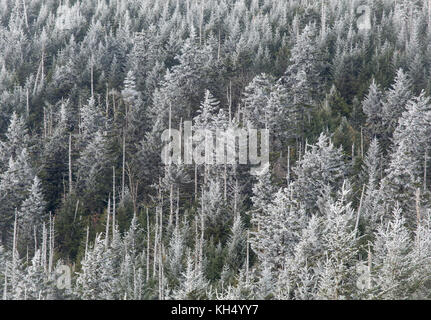 Die spruce-fir Forest im südlichen Appalachians besteht in erster Linie aus roten Fichten (Picea Rubens) und Fraser-tanne (Abies fraseri). rot Fichte wächst nativ in vielen Teilen von Nordamerika aber die Fraser-tanne wächst nativ nur in den südlichen Appalachen. clingmans Dome ist der höchste Punkt des Great Smoky Mountain National Park auf einer Höhe von 6643 Fuß. Es ist der höchste Gipfel in Tennessee und der dritte höchste Spitze östlich des Mississippi River. An einem klaren Tag ist es möglich, ungefähr 100 Meilen vom Gipfel zu sehen. Anzeige in den Süden, hat man die Möglichkeit, die t zu machen Stockfoto