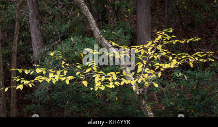 Die gelbe Birke (Betula alleghaniensis) wächst in der Regel im nordöstlichen Teil der Vereinigten Staaten. sein Lebensraum in den Südosten der Vereinigten Staaten in den Höhenlagen in tennesee, North Carolina und Georgia. Wie mehrere Arten der Birke Familie, die Rinde beginnt mit einem Peeling zu offenbaren, wenn sie reift. Stockfoto