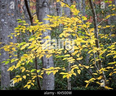 Die gelbe Birke (Betula alleghaniensis) wächst in der Regel im nordöstlichen Teil der Vereinigten Staaten. sein Lebensraum in den Südosten der Vereinigten Staaten in den Höhenlagen in tennesee, North Carolina und Georgia. Wie mehrere Arten der Birke Familie, die Rinde beginnt mit einem Peeling zu offenbaren, wenn sie reift. Stockfoto