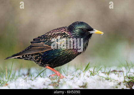 Gemeinsame Star (Sturnus vulgaris) Erwachsenen in seiner Zucht Kleid, wandern über verschneite Gras, durch einen späten Wintereinbruch, Wildlife, Europa überrascht. Stockfoto