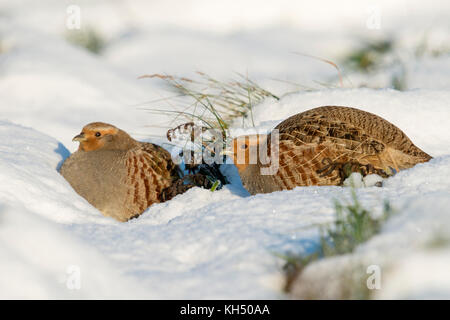 Grau Rebhühner/rebhuehner (Perdix perdix), Ruhen, liegend im Schnee, geheimnisvolle Verhalten, an einem sonnigen Wintertag, Wildlife, Europa. Stockfoto