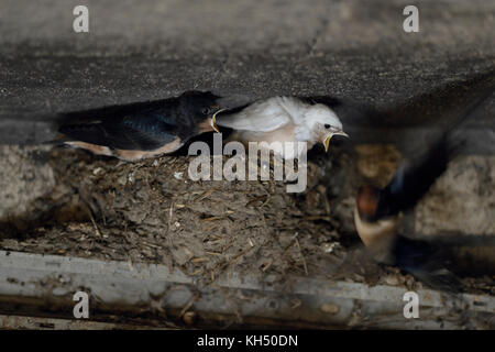 Scheunenschwalben ( Hirundo rustica ), Erwachsene füttern ihre Küken im Nest, zwei von ihnen mit weißem Gefieder, Leucismus, Wildschwein, Europa. Stockfoto