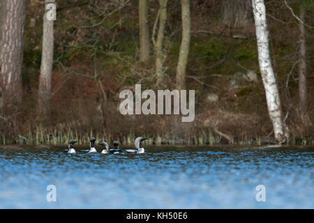 Black-throated Loon/arctic Loon/prachttaucher (gavia arctica), kleine Gruppe, Flock, Schwimmen in einem See in Schweden, zusammen zu umwerben, Skandinavien Stockfoto