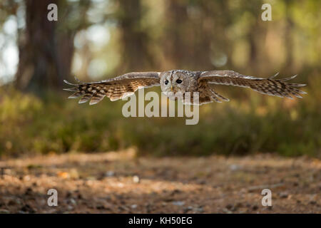 Waldkauz ( Strix aluco ) im Gleitflug, über eine Lichtung fliegend, gestreckte Flügel, Spannweite, umgeben von einem herbstlich gefärbten Wald, Europa. Stockfoto