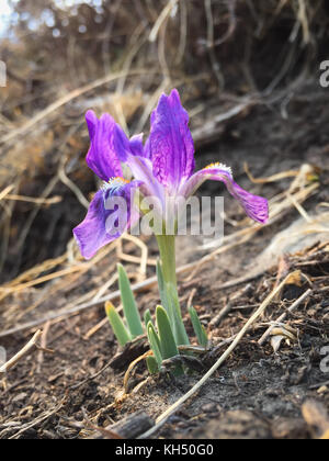 Winzige Purple Iris, wahrscheinlich die kumaon Iris (Iris kemaonensis), neben trekking Trail unter tilicho base camp in die Annapurna Himalaya Nepal Stockfoto