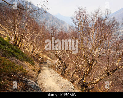 Pfad durch High-altitude Birkenwald in der Nähe von ghusang in die Annapurna Himalaya Nepal Stockfoto